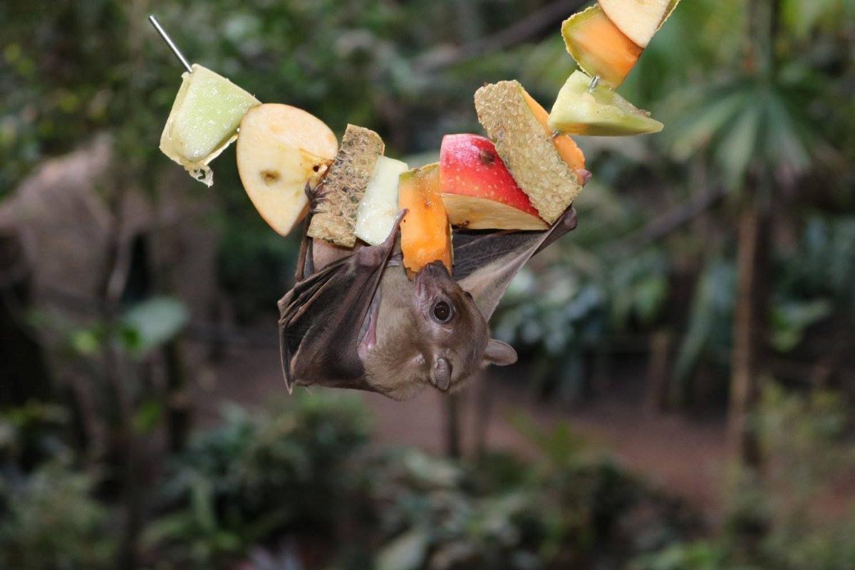 NRT counting bats at zoo | National Science Foundation National